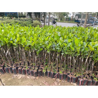 Mít Tố nữ bốn mùa