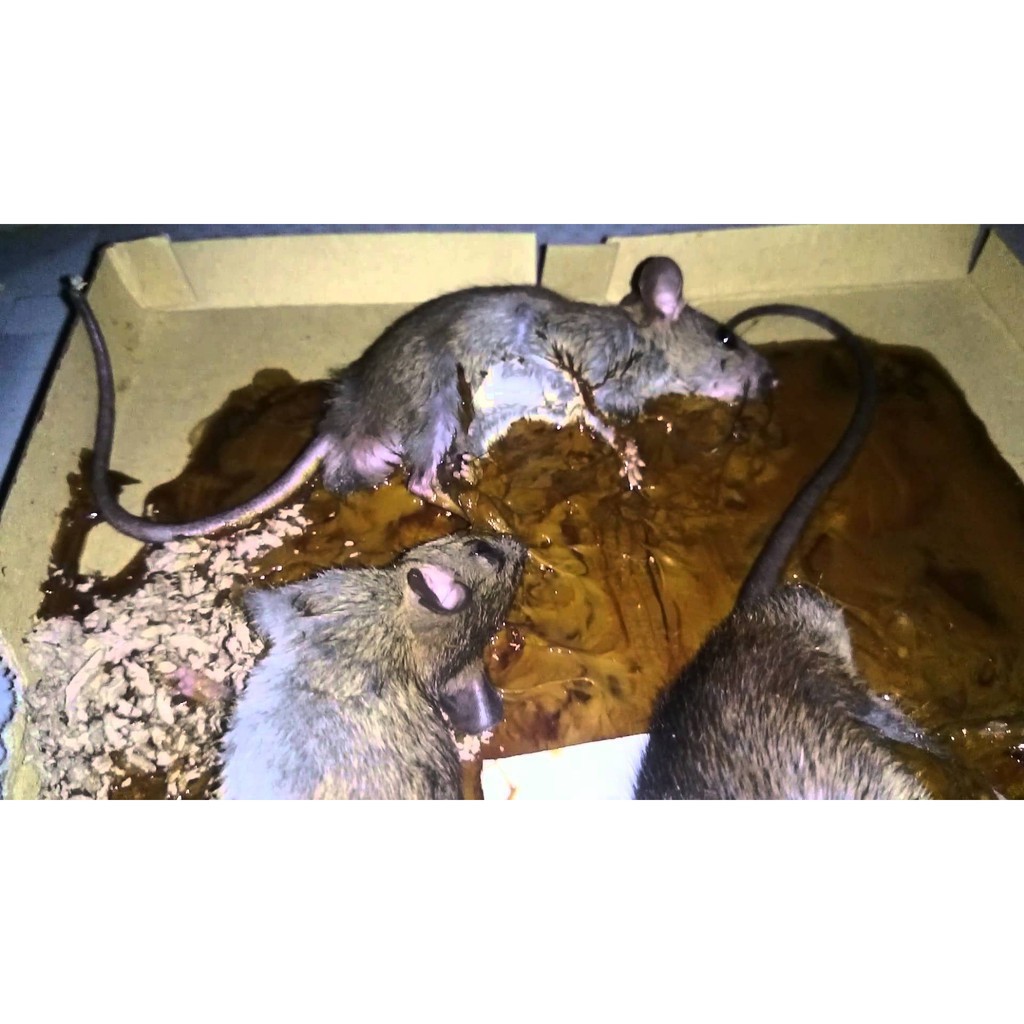 Keo dính bẫy chuột siêu dính Mouse traps xanh trắng