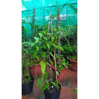 Cây hoa móng cọp vàng cây loại to khỏe