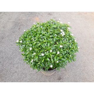 Cây mai vạn phúc (mai tiểu thư)