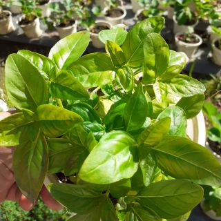 Cây bạc hà basil