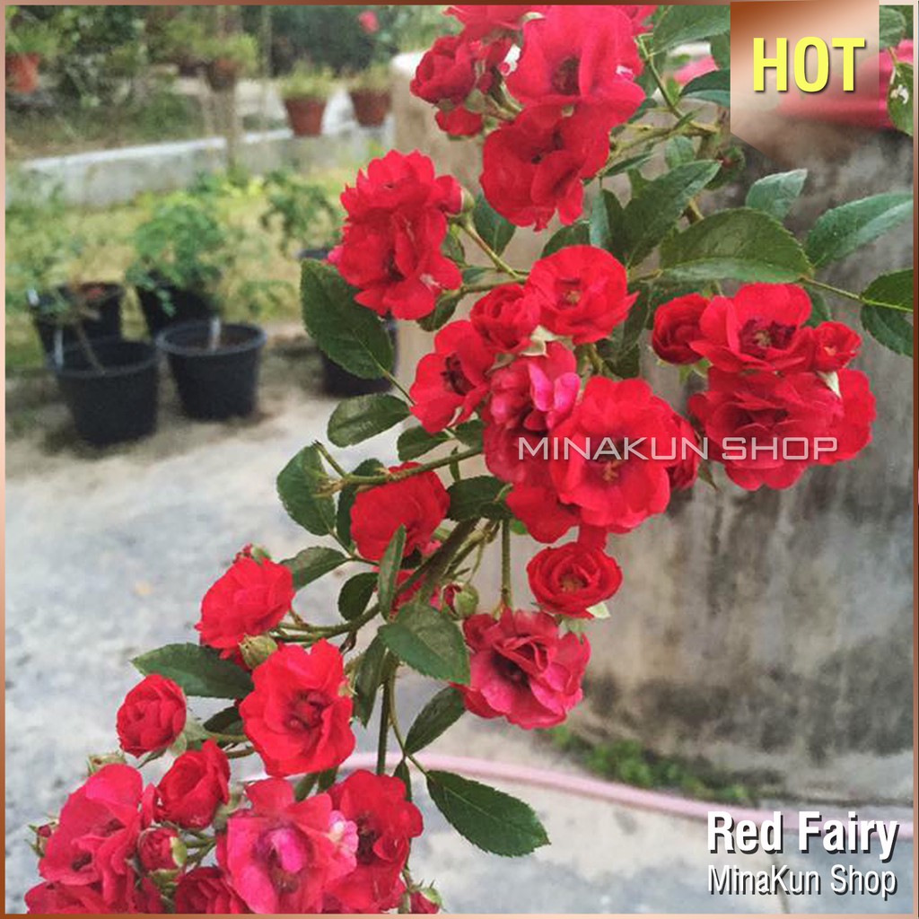 Hoa hồng ngoại Red Fairy - MinaKun Shop