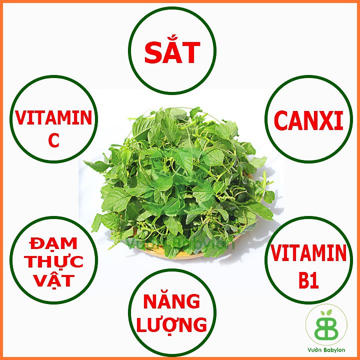 Hạt Giống Rau Dền Cơm 10Gr Dễ Trồng, Dinh Dưỡng Cao