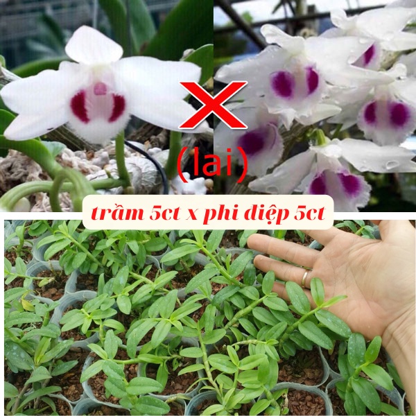 [Rẻ vô địch] trầm 5ct mắt đỏ lai phi điệp 5ct hàng giống chuẩn đẹp xanh sạch cao 10-15 cm