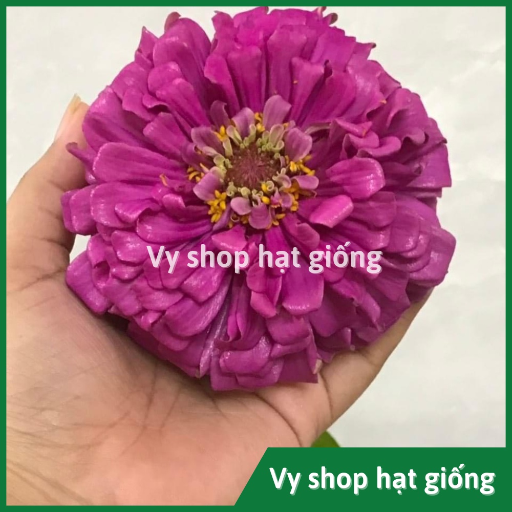 Hạt giống hoa cúc lá nhám kép bông to Thái Lan gói 50 hạt mix màu