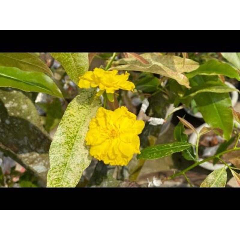 (1 cây) Cây mai giảo Bạch kim hoa vàng, lá cẩm thạch - cao 12-20cm (bán cây cỡ hình 7,8,9)