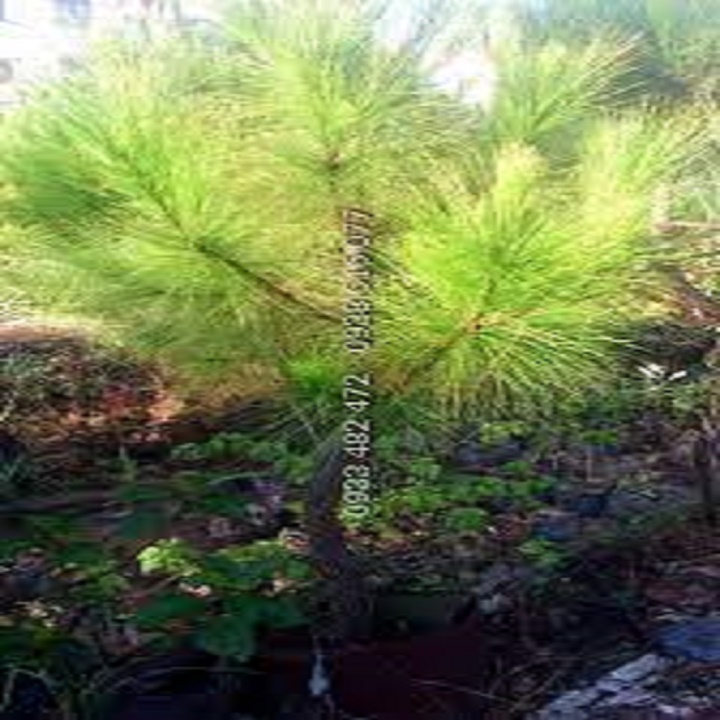 Cây giống cây công trình cây thông caribe