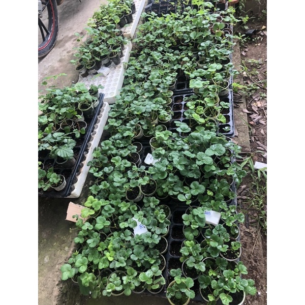 5 cây Mô ly dâu tây 1-1,5 tháng có 9-10 giống dâu, inb shop để biết chi tiết tên giống