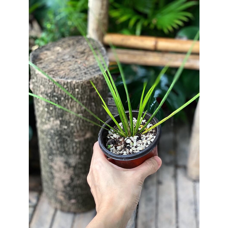 Cây Acorus gramineus Oborozuki (Thạch Xương Bồ Oborozuki) chậu nhựa 8cm