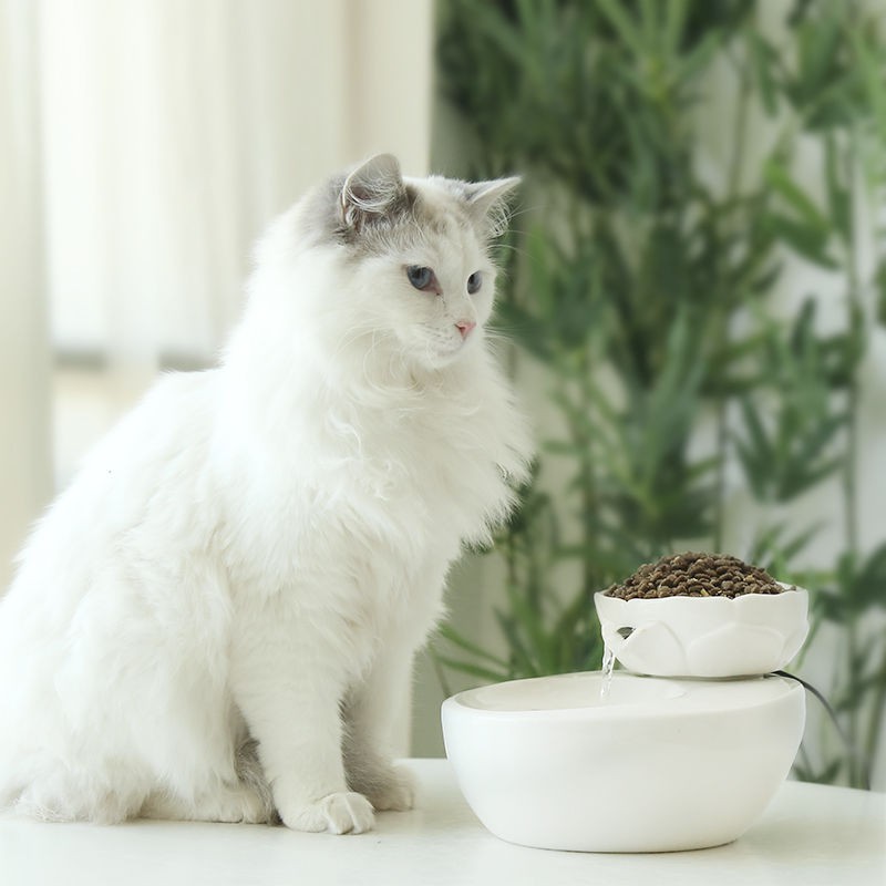 bình nước cho mèo tự động khay đựng thức ăn bát gốm sứ Nguồn cung cấp