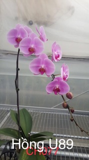 Combo 6 cây lan hồ điệp