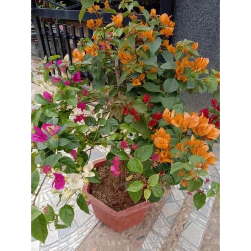 COMBO 20 HOA GIẤY NGŨ SẮC ( Tặng 2 cây)