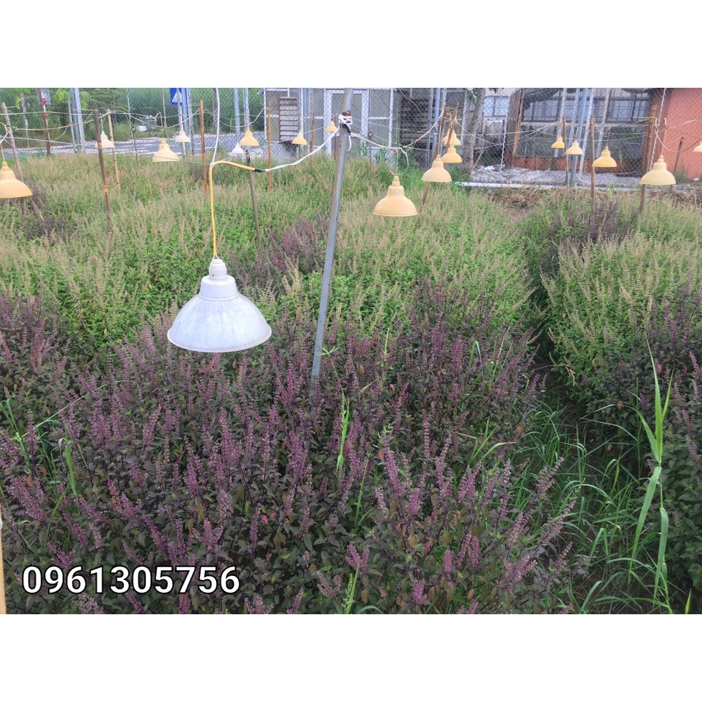 Nước cất Hương Nhu - Nước tinh chất Hương Nhu sạch không thuốc bảo vệ thực vật - Freeship extra