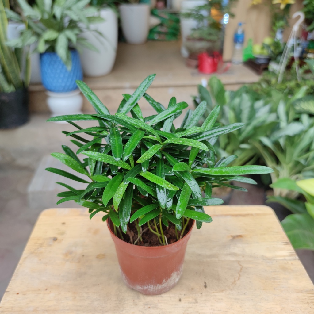 Tùng la hán mini de bàn cực xinh