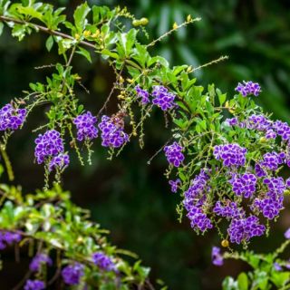 Cây Chủi Ngọc Tím Duranta Erecta