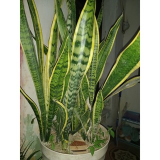 Cây lưỡi hổ ( rễ trần 3 cây)