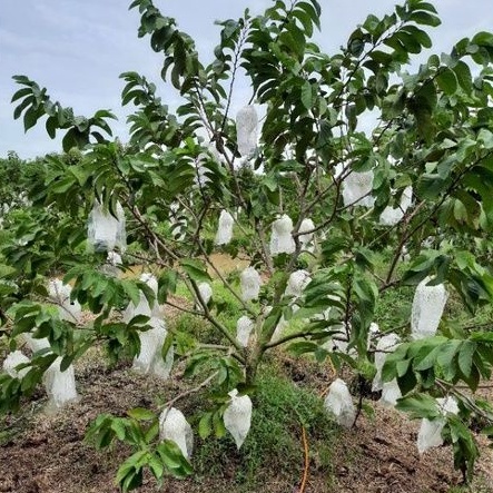 Humic MKA dưỡng rễ nhập khẩu vảy bạc tan hoàn toàn