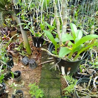 Hoa phong lan tr tím rừng chậu phi 12