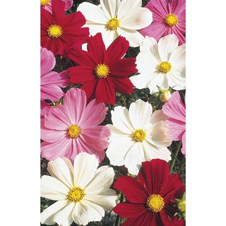 Minmy Hạt giống Hoa Cúc Sao Nhái set 100 hạt