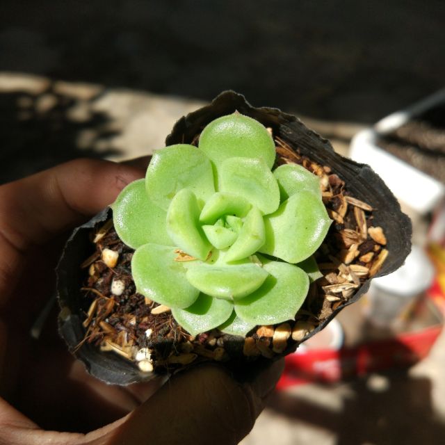 Sen đá _ bánh bèo