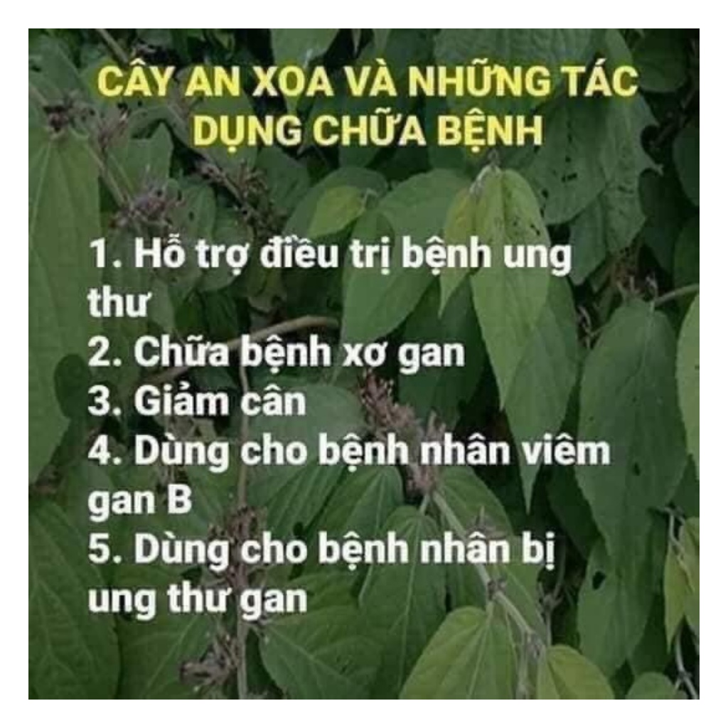 Cây An Xoa Khô Hàng Chất Lượng, Mới, Sạch Đẹp Túi 1Kg | BigBuy360 - bigbuy360.vn