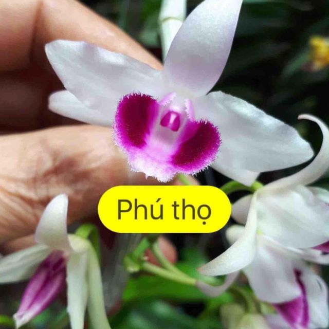 Phi điệp 5ct Phú Thọ gieo hạt