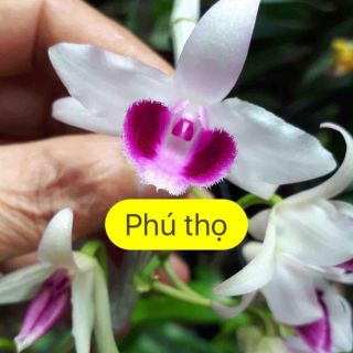 Phi điệp 5ct Phú Thọ gieo hạt