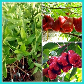 Cây giống roi đỏ thái lan không hạt