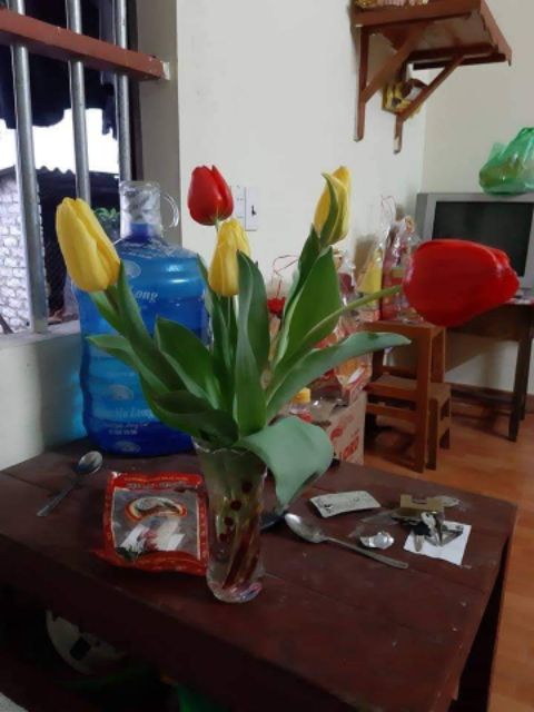 Combo 3 củ hoa tulip màu vàng siêu đẹp