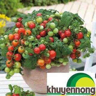 30 Hạt giống cà chua bi lùn đỏ