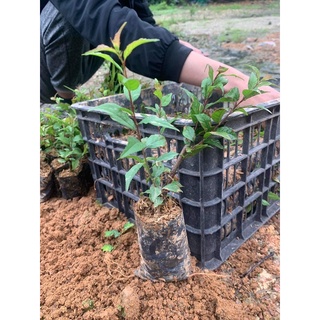 Cây giống nhất chi mai.