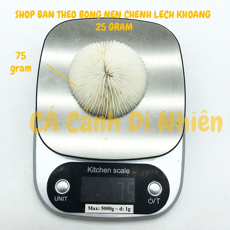 San Hô Bông loại dĩa dẹp trang trí hồ cá bể thủy sinh size 8 cm