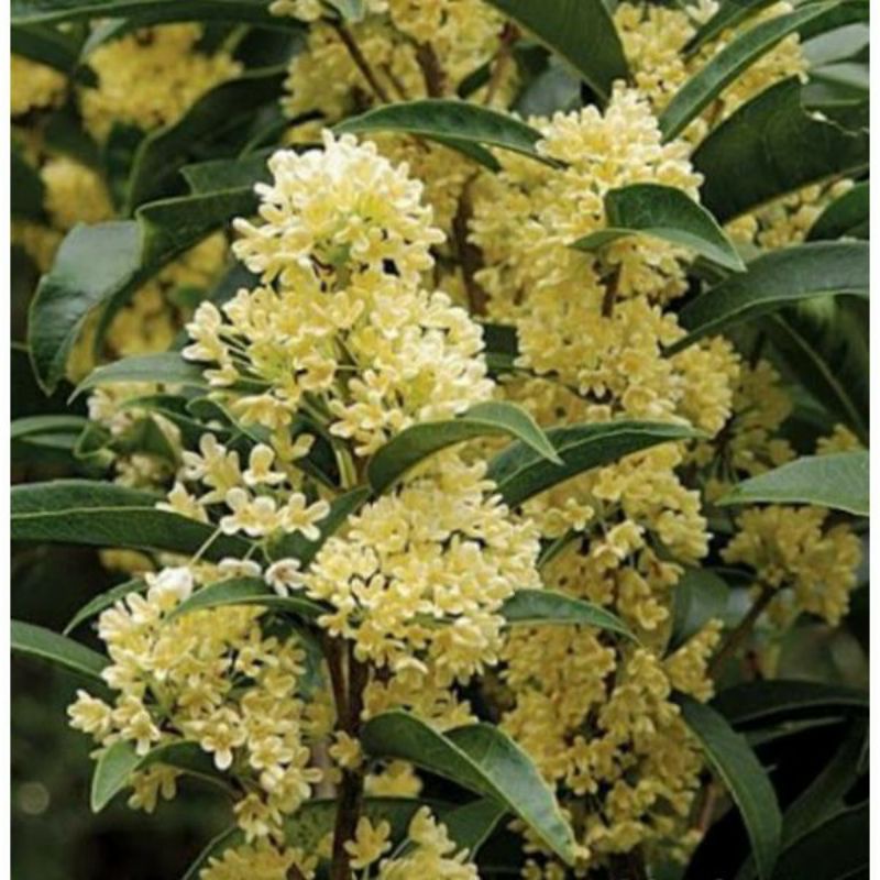 CÂY HOA MỘC HƯƠNG TA HOA VÀNG CAO 80-95CM
