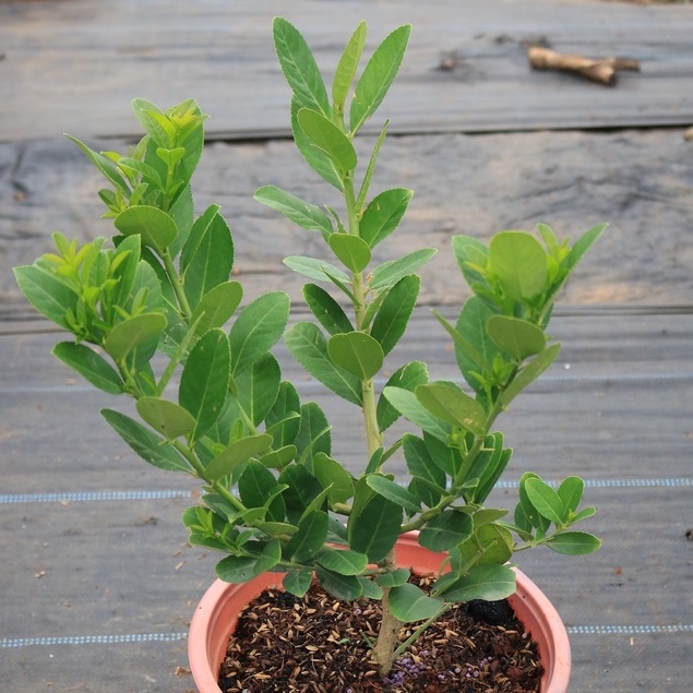 Cây giống chanh vàng Mỹ Eureka