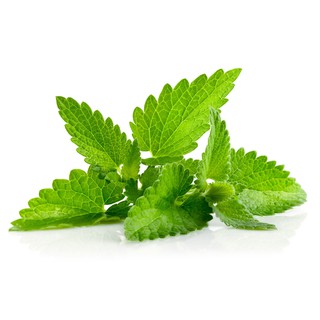 Trà bạc hà hữu cơ Fito