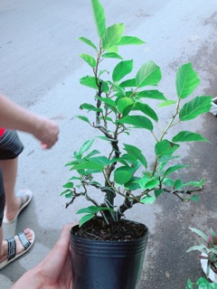 Cây Khế Bonsai