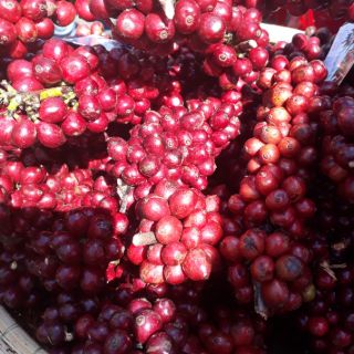 500g cà phê nguyên chất