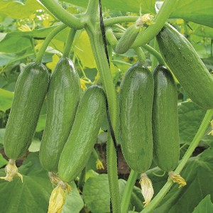 Hạt giống dưa leo (dưa chuột) chùm - 5 hạt