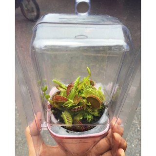 Cây bẫy kẹp - venus flytrap