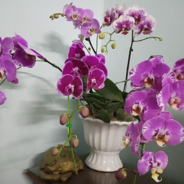 Combo rệp sáp, sét 20 kẹp,keo liền sẹo, duy đỏ,Rynan dưỡng hoa , hùng nguyễn,poner,1kg phân dê,10 kẹp kie,vỏ thông