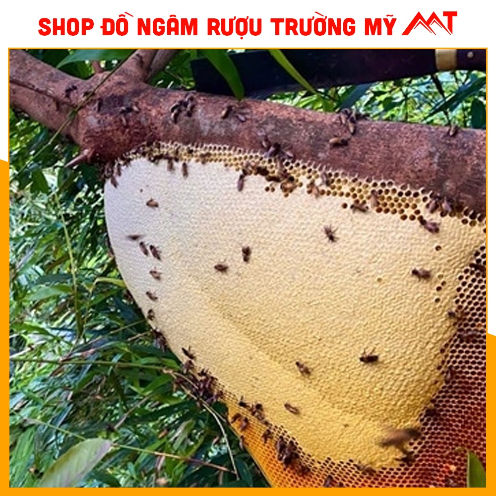 01Lít mật ong khoái rừng Tây Bắc - nguyên chất - chất lượng cao