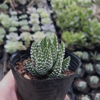 Sen đá móng rồng cúp