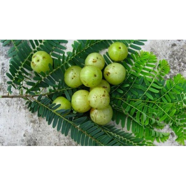 Bột quả  Amla hữu cơ Terrasoul