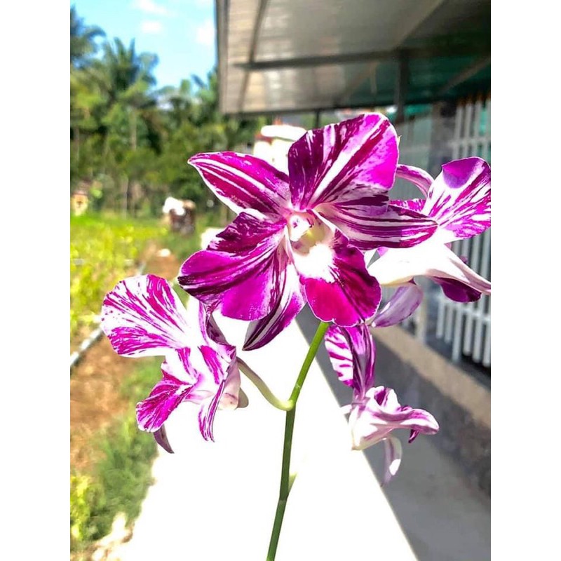 Hoa lan dendro chớp sao băng - bán kie