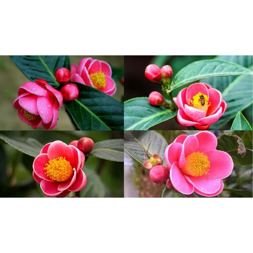 Cây giống HOA HẢI ĐƯỜNG- Hoa siêu to, siêu đẹp, siêu rẻ - Hoa màu cánh sen - gửi đi nguyên bầu