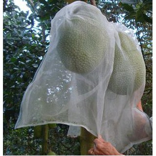 (50 cái) Túi Bao Mít - Túi Bao Trái Mít 50x70