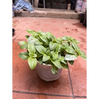 Cây quế vị (xá xị)