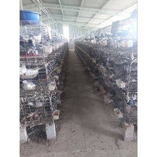40 Trứng giả bồ câu ( trứng đặc )