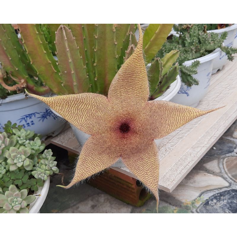 Sao biển hoa khổng lồ Stapelia Gigantea