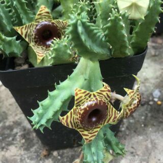 2 nhánh sao biển số 6